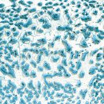 Amaco CR-22 Speckled Teal