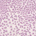 Amaco CR-54 Purple